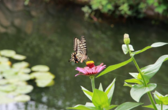 临沂中医三伏天养生妙招